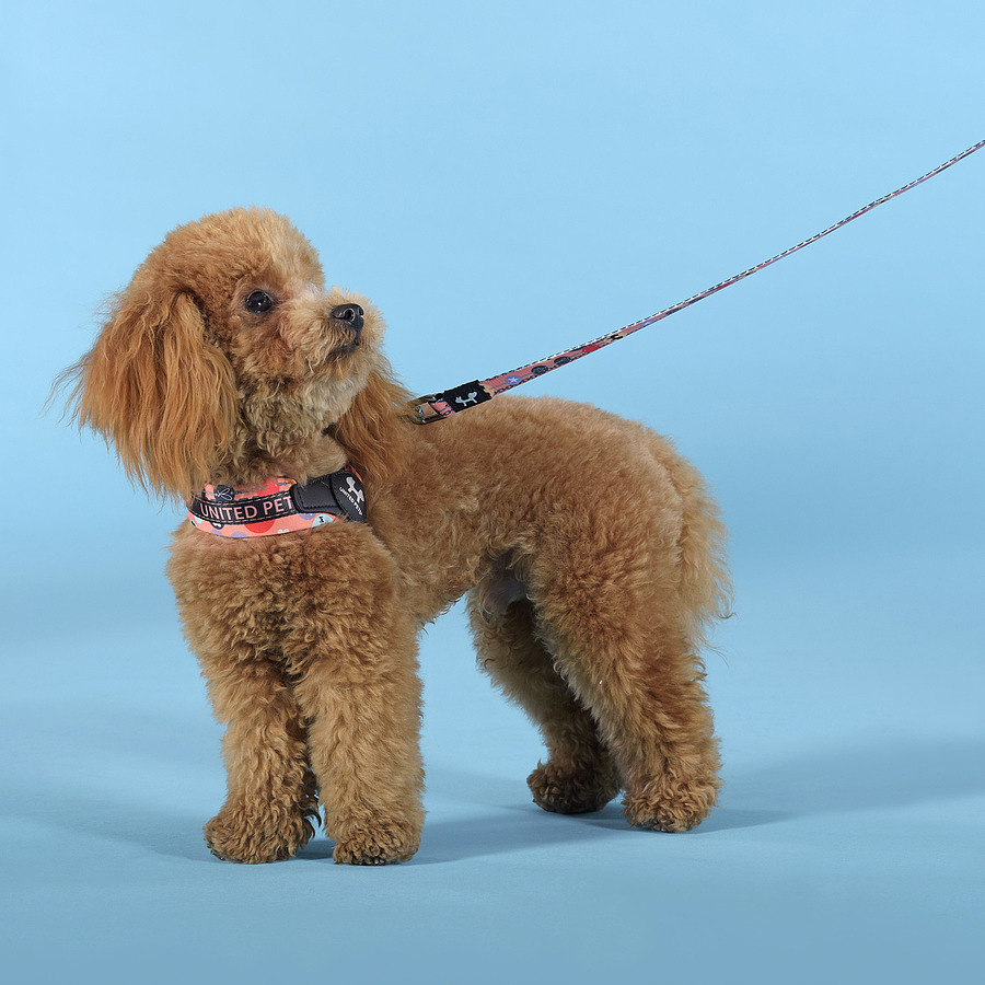 Оранжевая шлейка для собак. 1 orange c07-200w. United pets. Pets united. United pets.