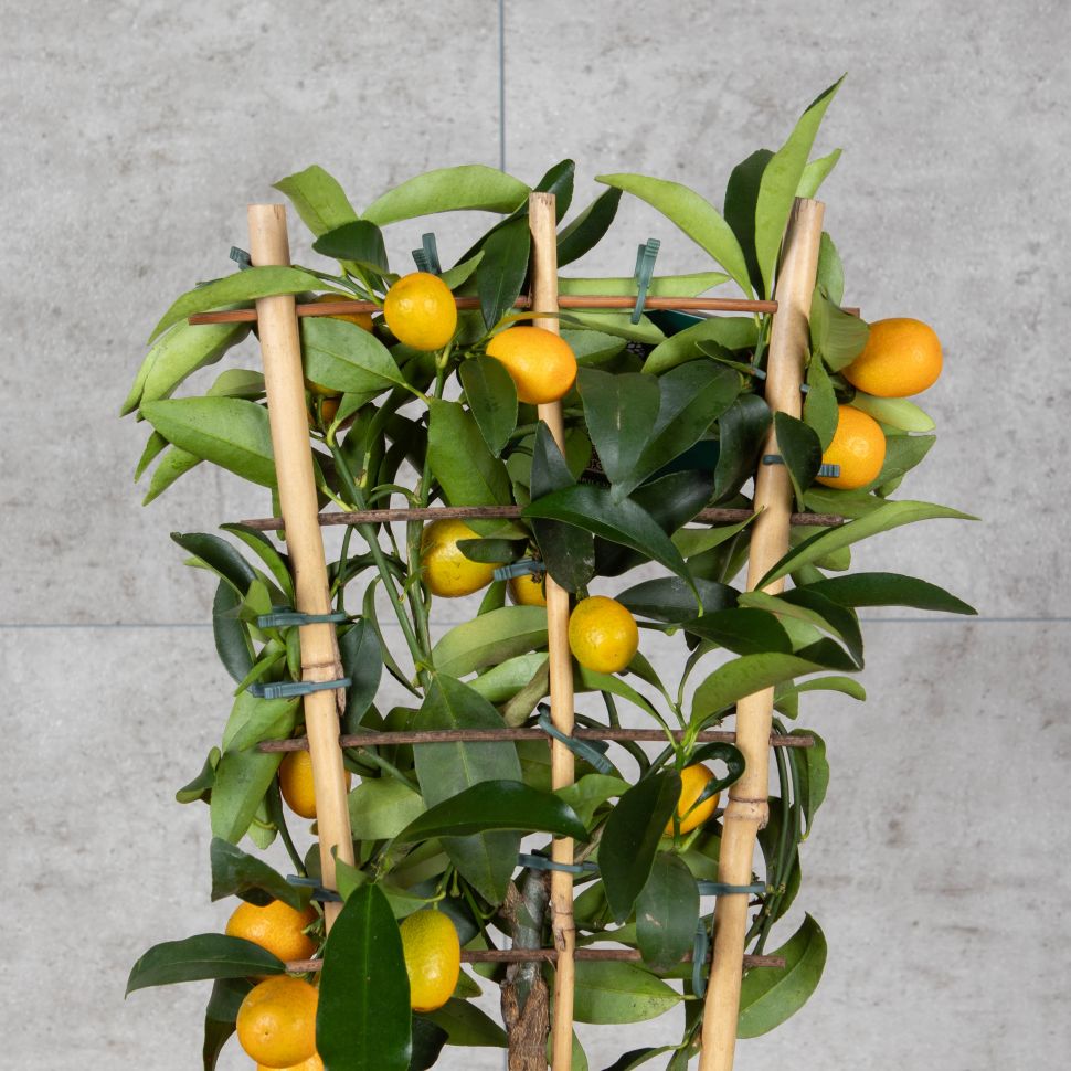 Комнатное деревце кумквата с плодами