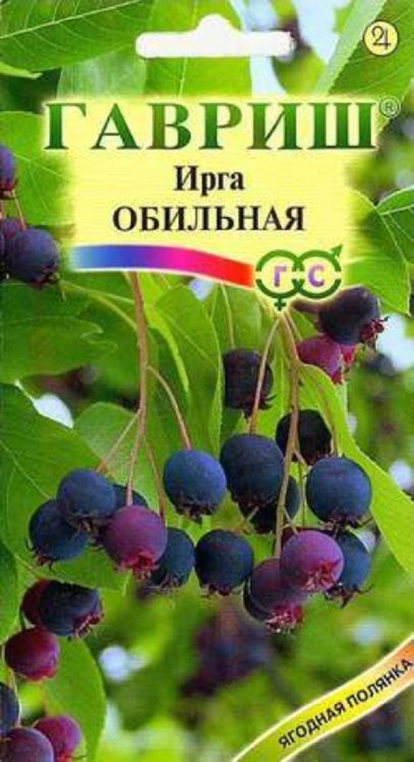 Семена ирги. Семена ирги круглолистной. Ирга круглолистная обильная. Ирга в аптеке. Ирга круглолистная цветки.