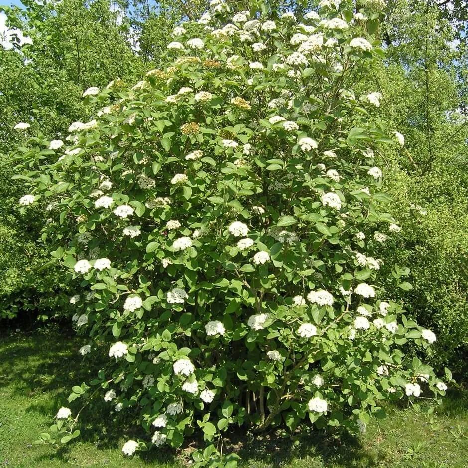 Калина гордовина фото и описание кустарника