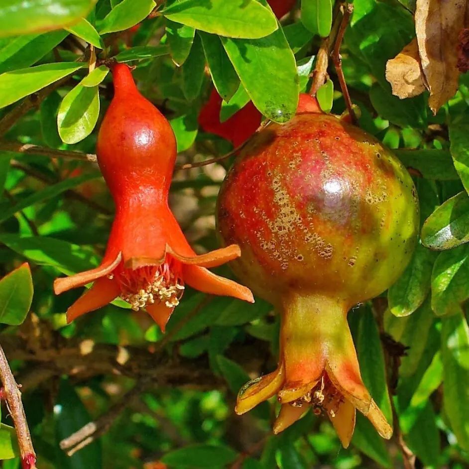 Гранат Punica granatum