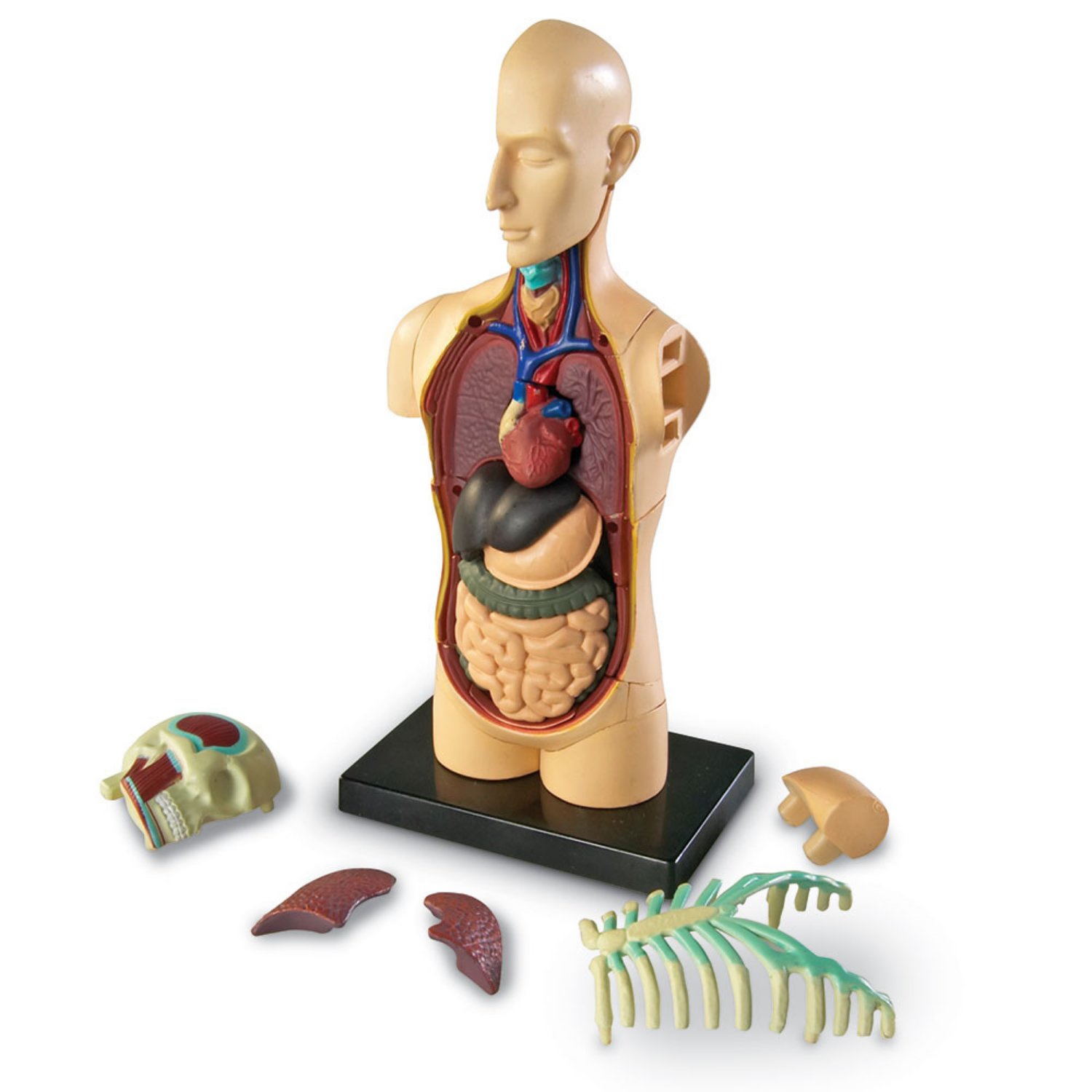 Модель человеческого. Набор анатомия человека Human body model. Edu Toys набор Human Anatomy model mk050. Набор профессор Эйн скелет и череп. Набор Learning resources Human Anatomy model Brain.