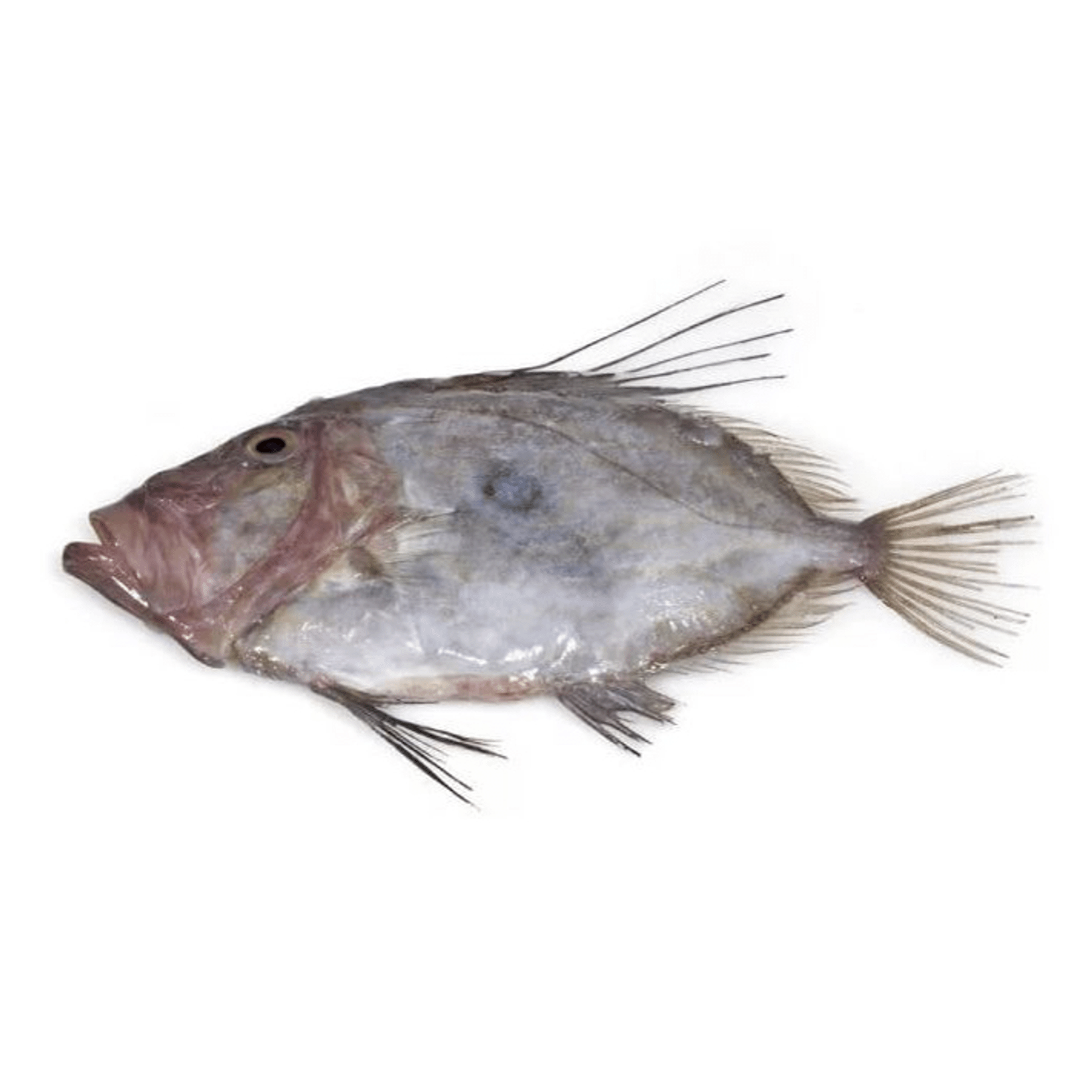 окунь солнечник. рыба марокко. рр3 7 5 великобритания. Chaenogobius gulosus. красноухий солнечник.