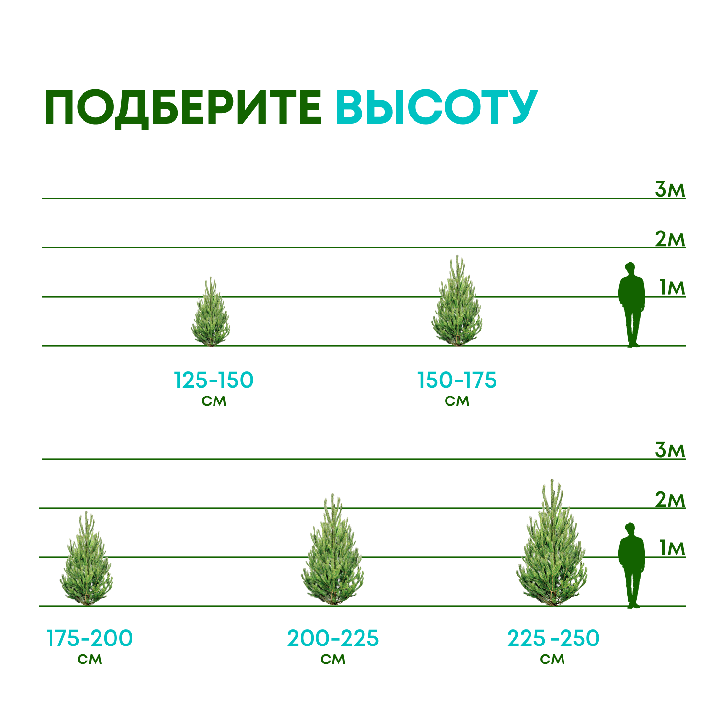 Сосна Русская живая Премиум 125-150 см – купить в Москве, цены в  интернет-магазинах на Мегамаркет