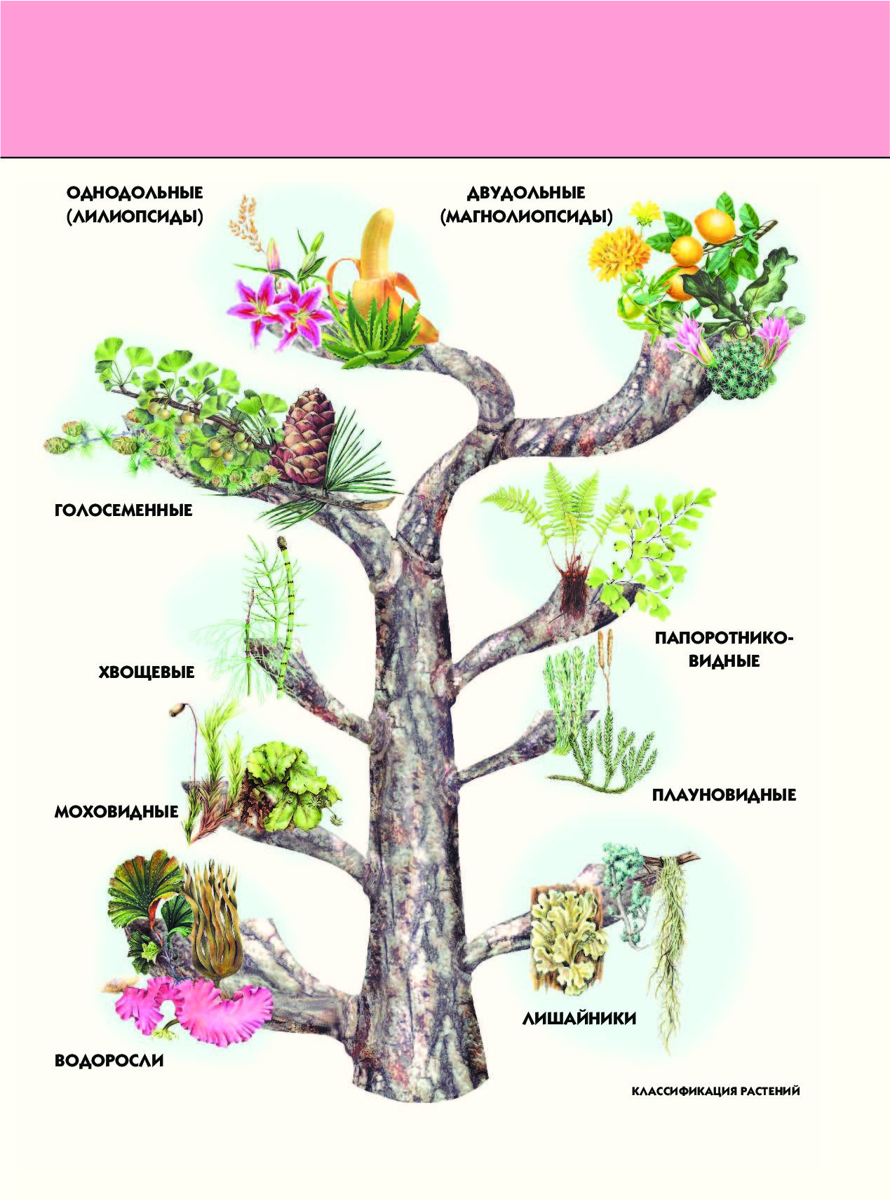 Схема классификации растений