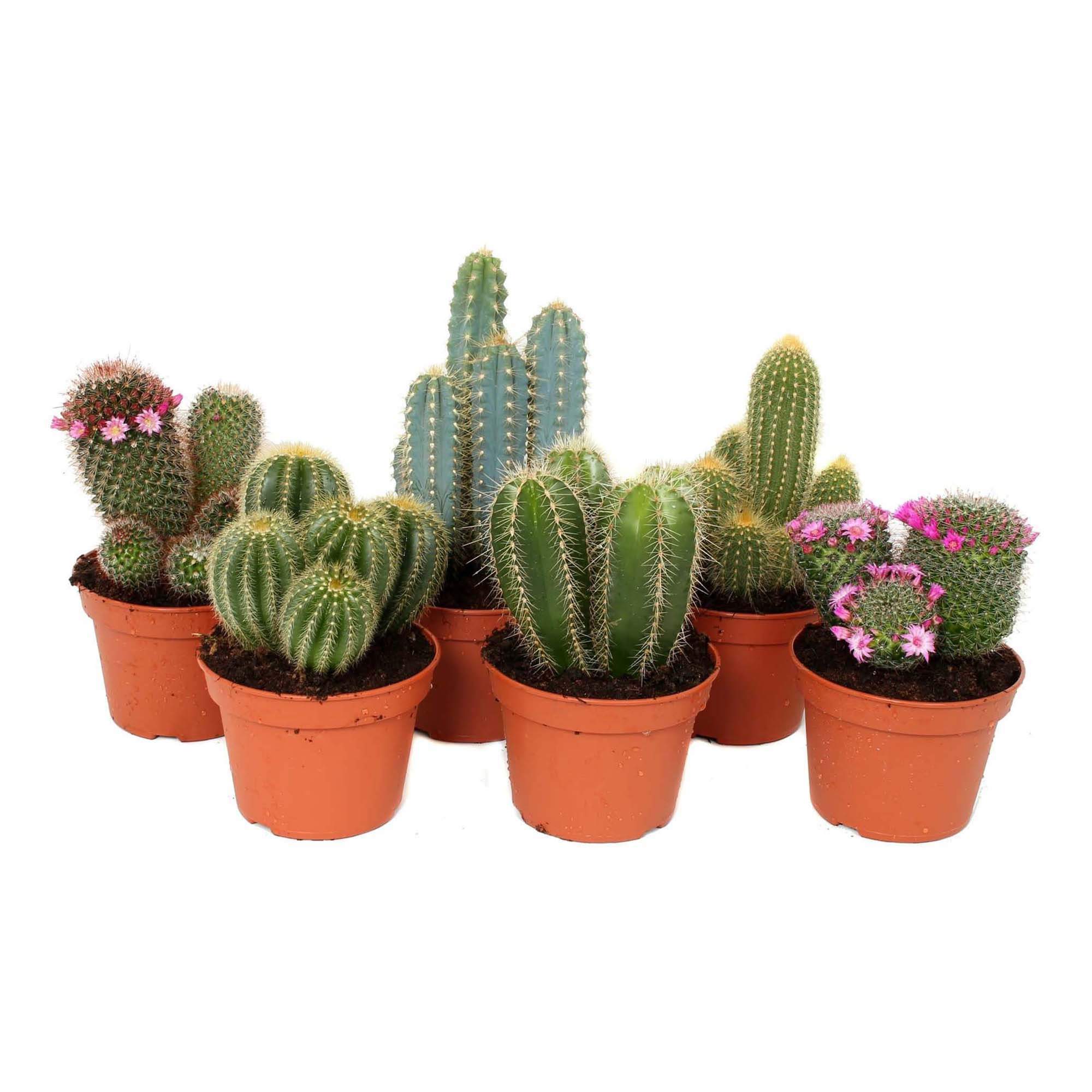 Кактусы Купить Интернет Магазин Недорого