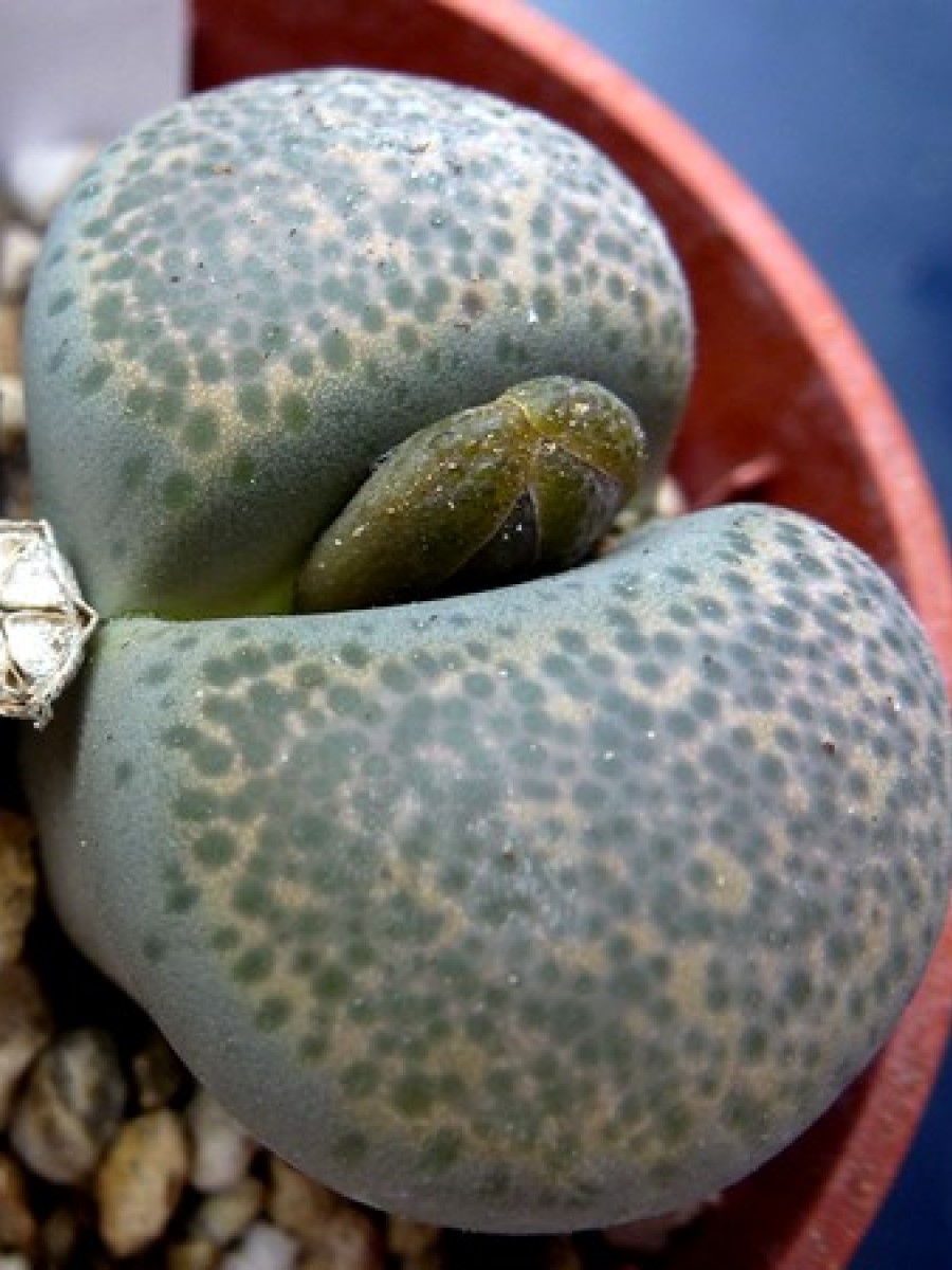 Lithops terricolor