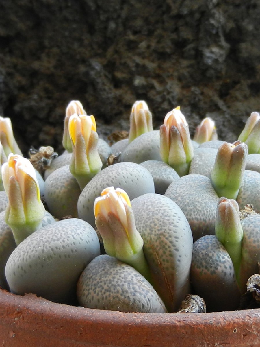 Lithops terricolor