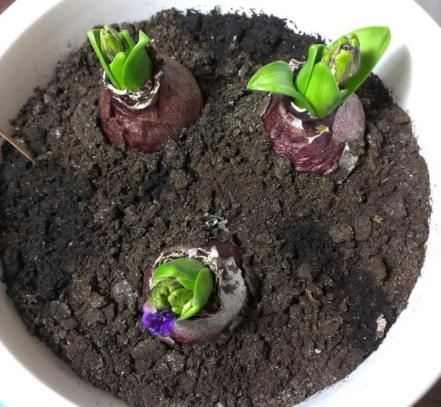 Ростки цветка гиацинта. Как сажать гиацинты в открытый грунт. Гиацинт открытый грунт. Гиацинт посадка осенью в открытый грунт. Гиацинт всходы.