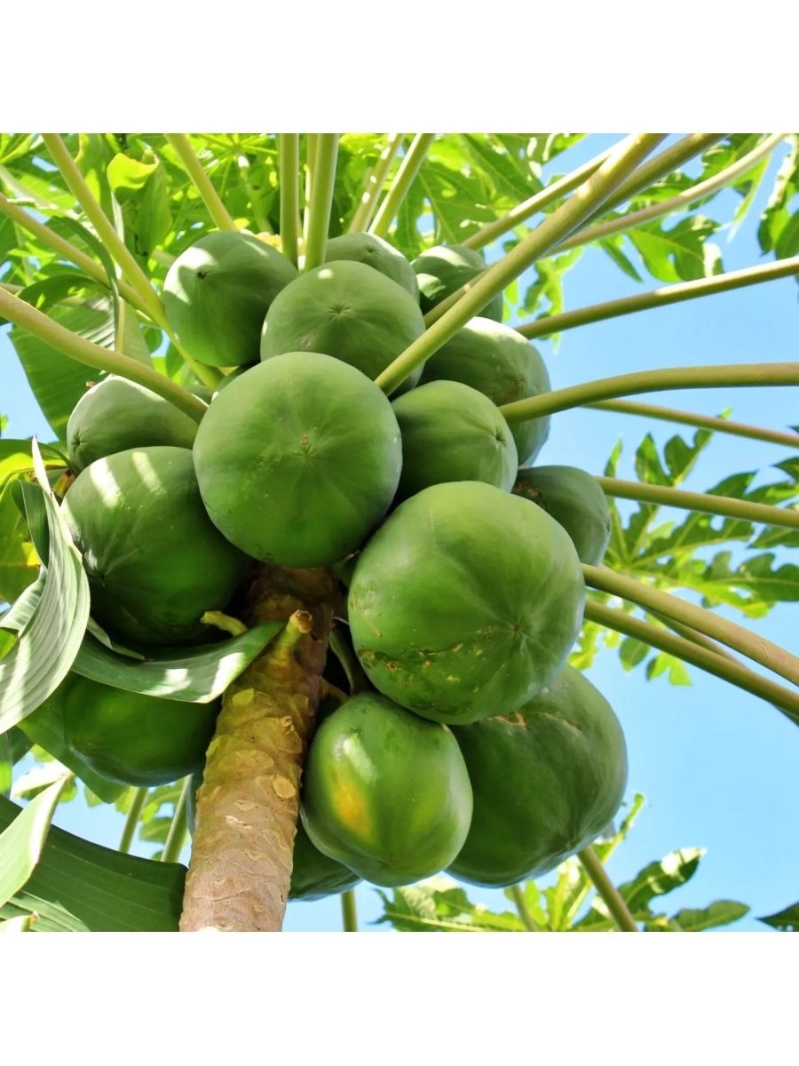 Семена Папайи Купить В Аптеке