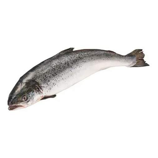 Купить лосось Inarctica Мурманский охлажденный 7,5 кг, цены на Мегамаркет | Артикул: 100028423542