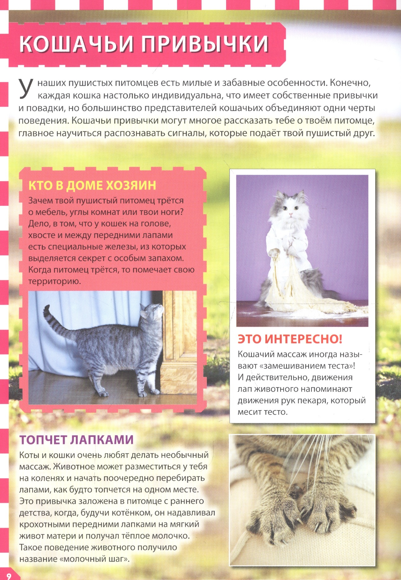 Кошки и котята. МПК (МЕЛОВКА) – купить в Москве, цены в интернет-магазинах  на Мегамаркет