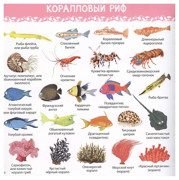 1000 картинок подводный мир