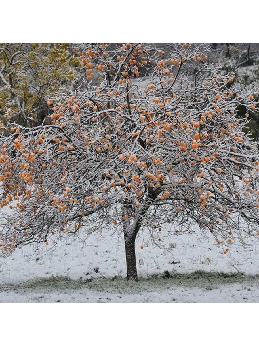 Как Растет Хурма Фото Дерево