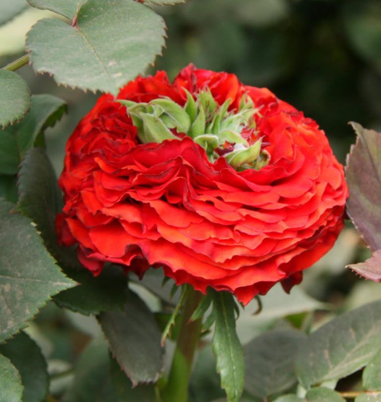 Особенности розы Ред Игл