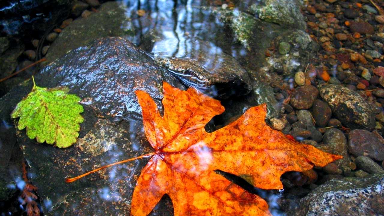 Фото жизнь - Mavr - корневой каталог - Желтые листья на черной воде