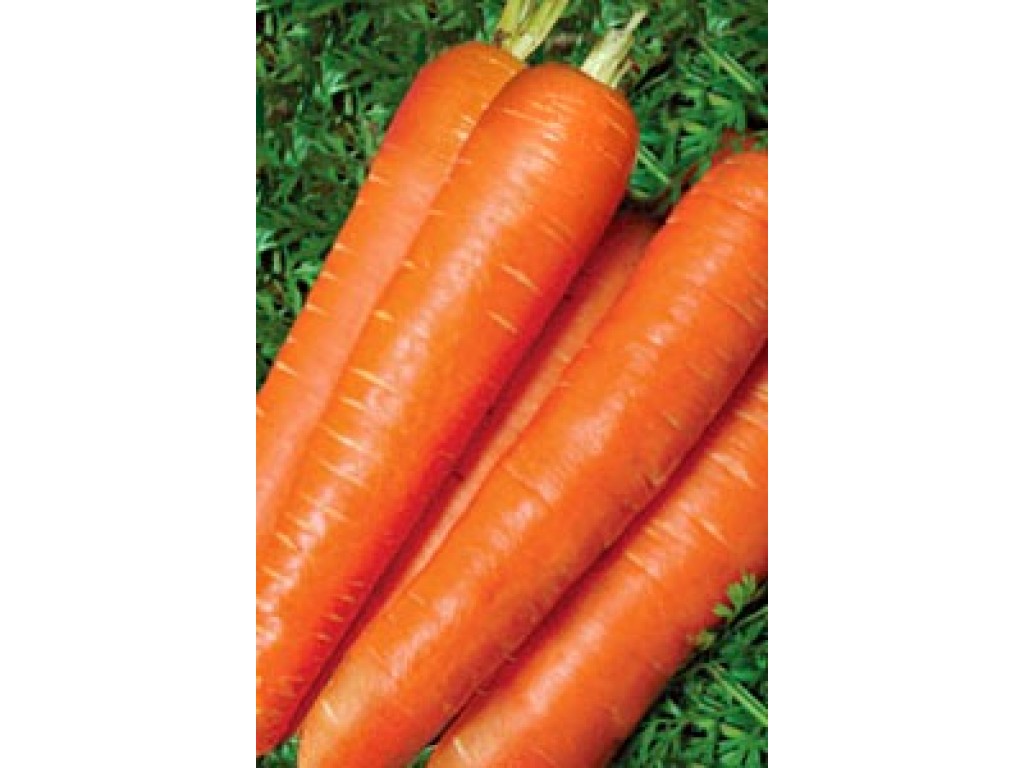 Семена овощей Семена НК 319331 Морковь Балтимор F1 150 шт.