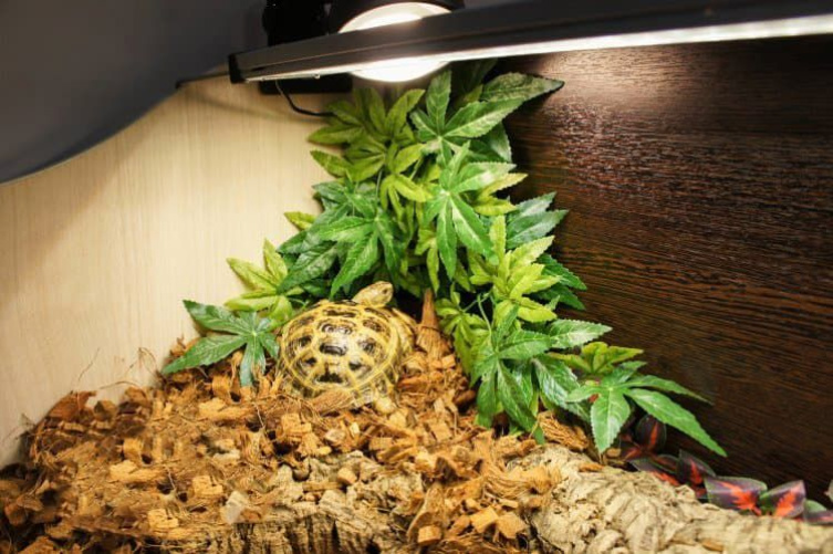 Сухопутная черепаха дома. Правильные условия содержания.
