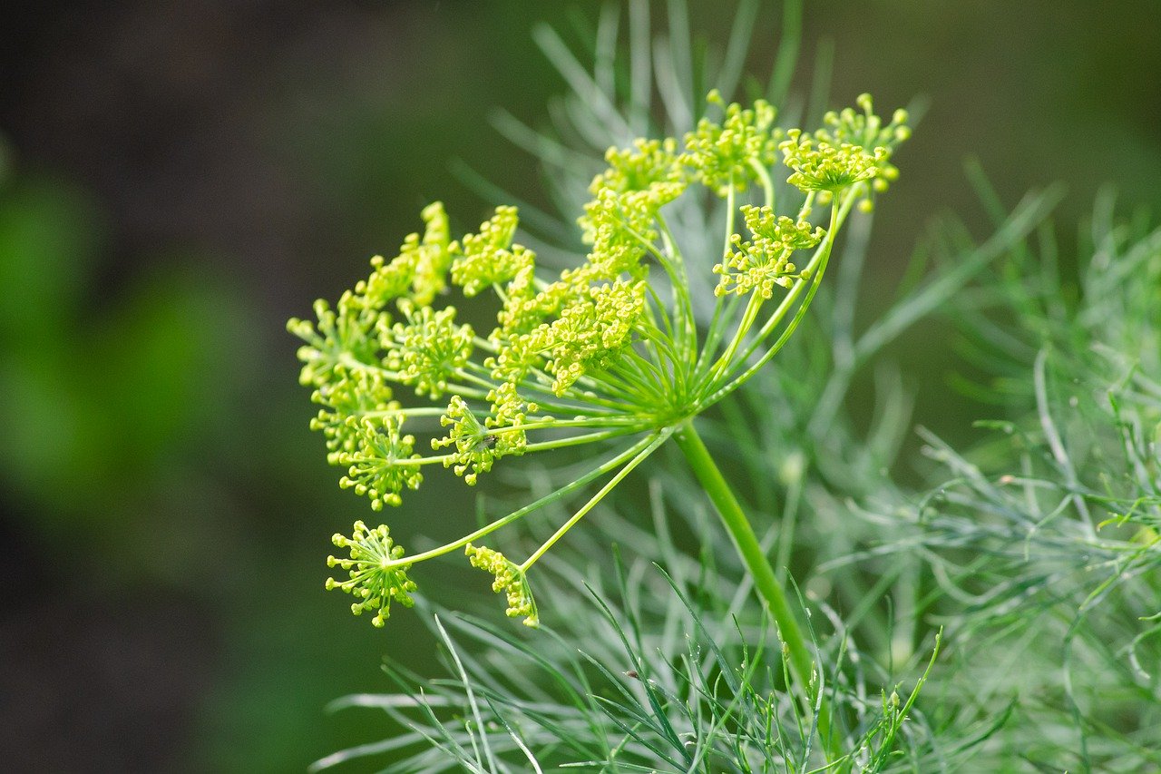 Укроп огородный Anethum graveolens