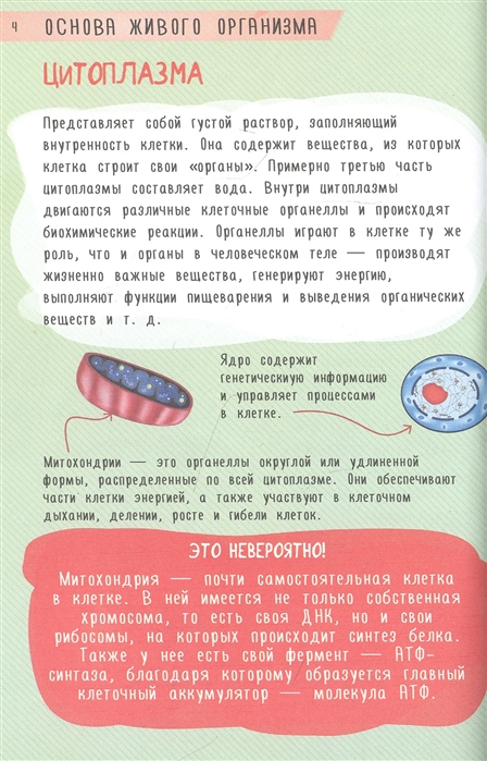 11 фактов о человеческом теле, которые взволнуют вас сильнее фильма в жанре экшен