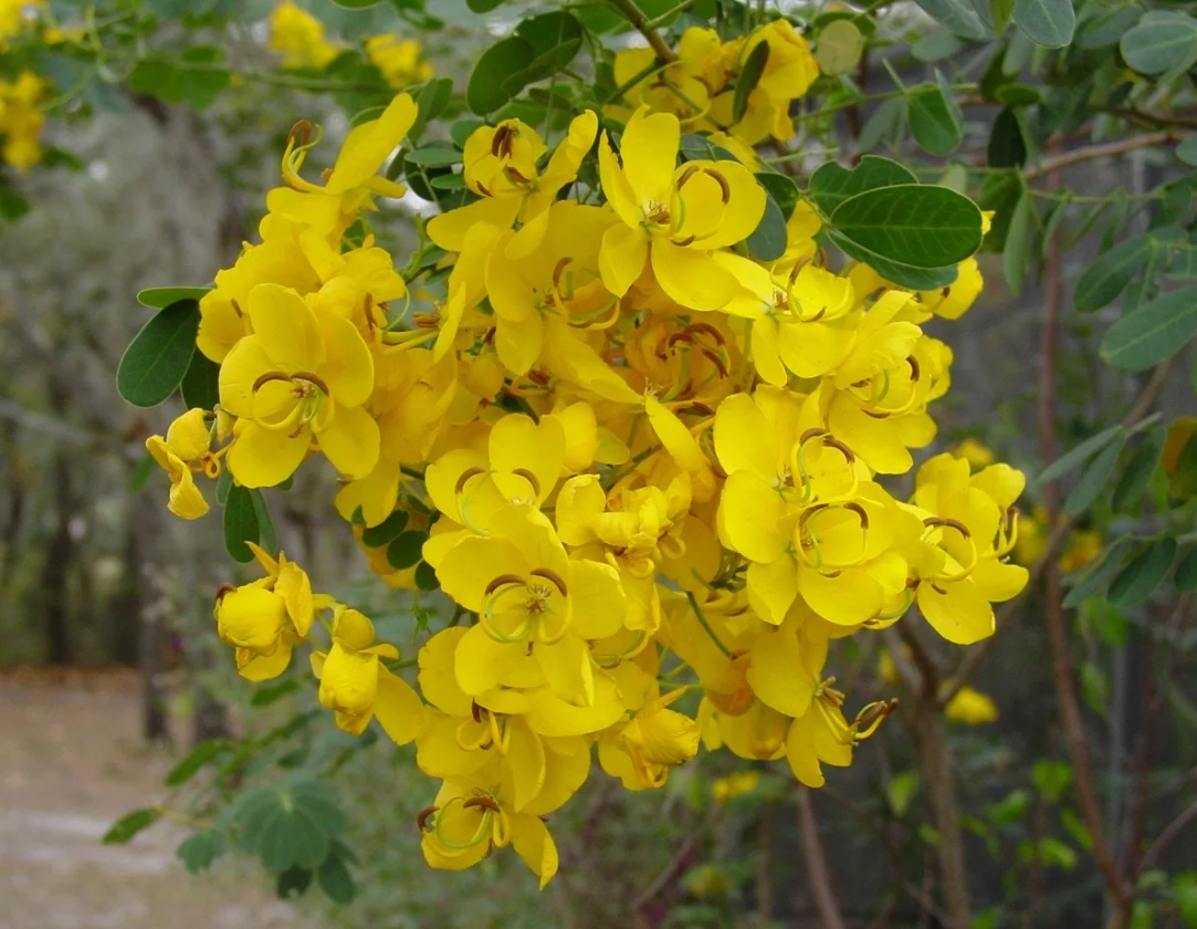 Кассия трубчатая (Cassia fistula)