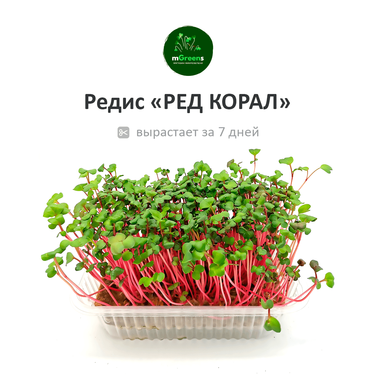 Ред редис. Микрозелень редис ред коралл. микрозелень редис ред корал. микрозелень кресс-салат. микрозелень набор для выращивания.