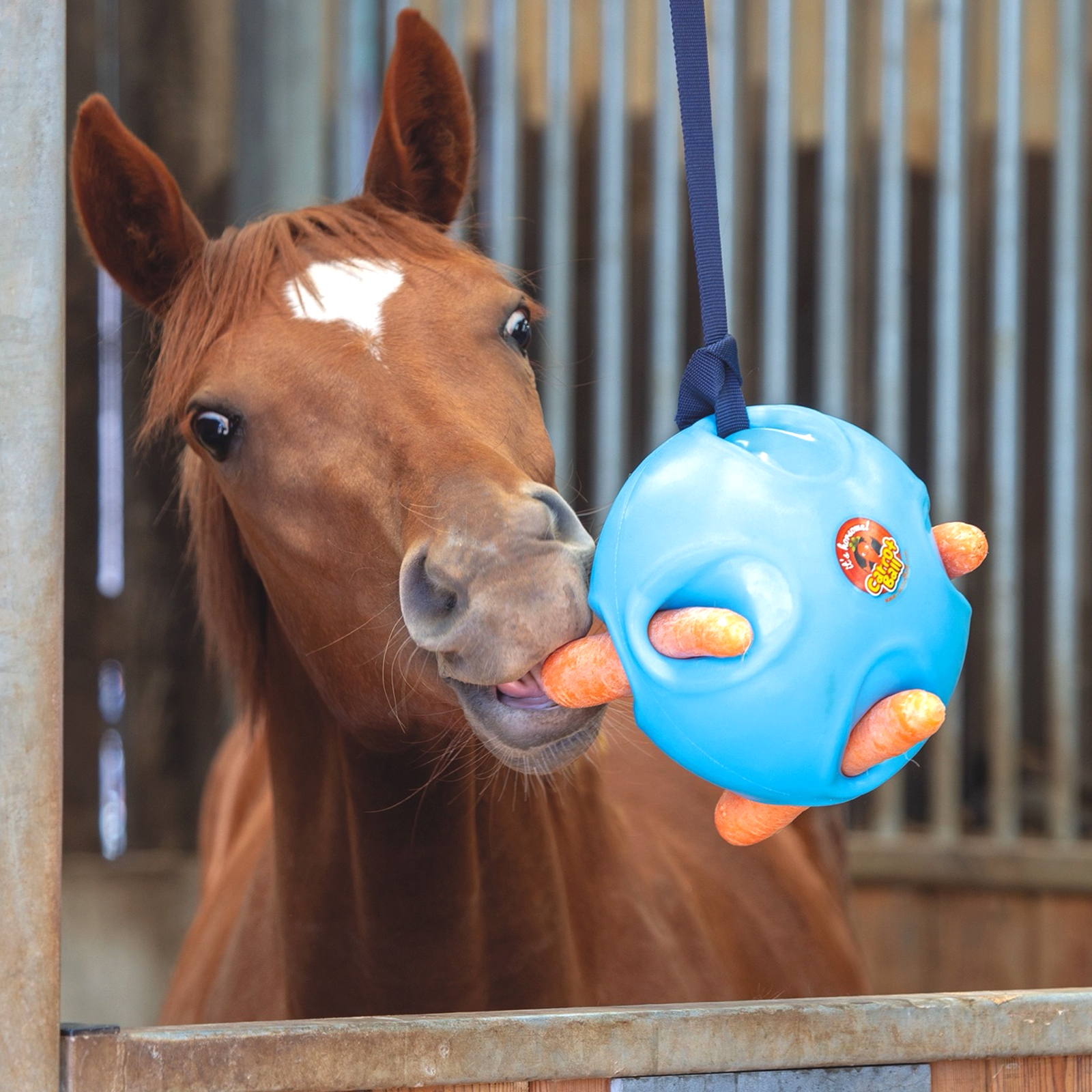 Купить игрушка для лошади денниковая SHIRES Carrot Ball, голубой, цены на  Мегамаркет | Артикул: 600009050811