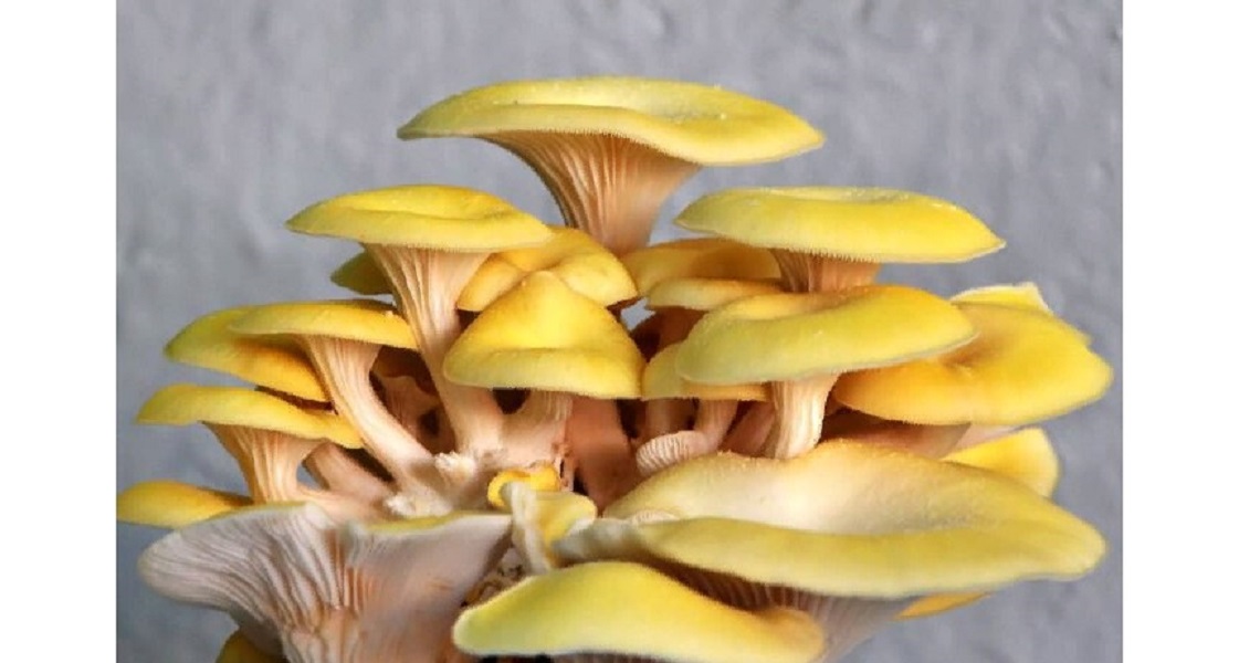Редкий и вкусный боровик — Полубелый гриб