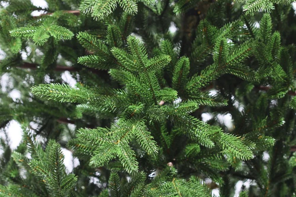 Царь елка амурская. Елка сапфир 80 см, литая 100% (царь елка). 13. National tree mendhamspruce. Царь елка ель аметист 1.