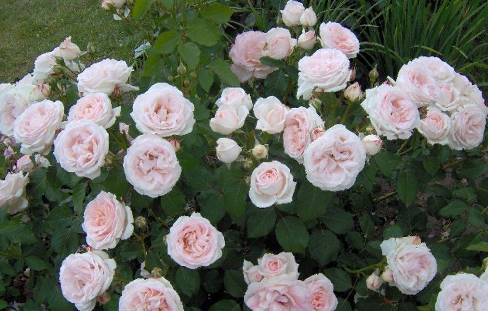 Саженцы роза David Austin Roses Клэр Роуз AGRO1123 1 шт. - купить в Компания Агр