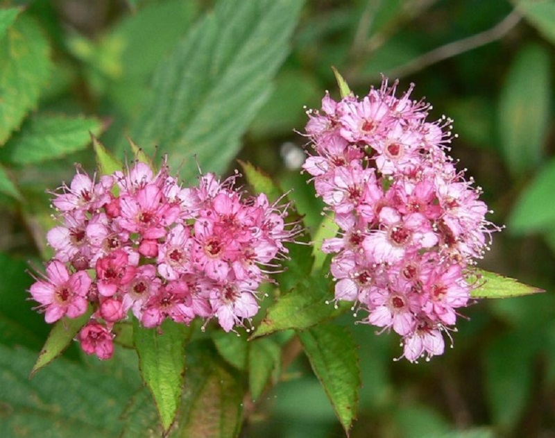 Spiraea japonica. Спирея Джапаниз Дварф. Спирея японская Japanese Dwarf. Спирея японская Дварф. Спирея японская Джапаниз Дварф.