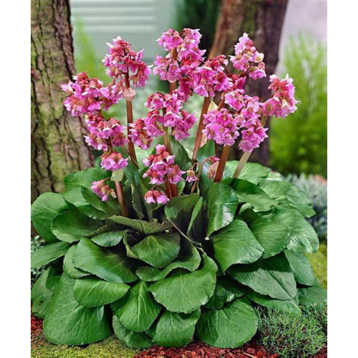 Как цветет бадан фото Саженцы бадан Агродекор Сordifolia AGRO840 1 шт. - купить в Москве, цены на Мега