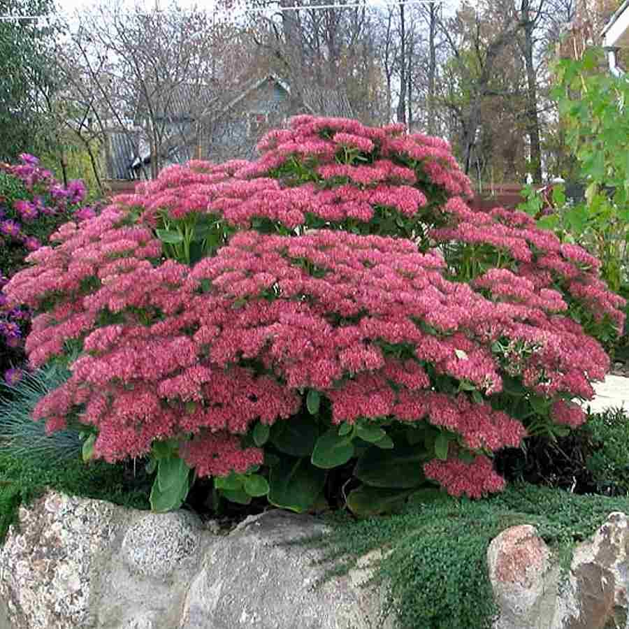 Саженцы седум Carl Питомник многолетников "Мята" 1 шт. - купить в Москве, цены н