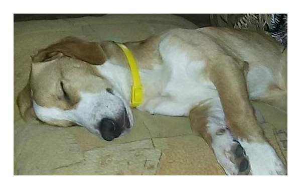 Ошейник для собак против блох, клещей Beaphar Flea & Tick желтый, 65 см
