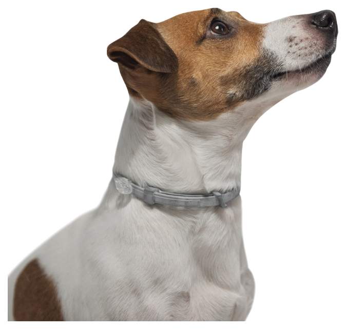 Ошейник для собак против блох, власоедов, клещей Elanco Foresto, до 8 кг, серый, 38 см