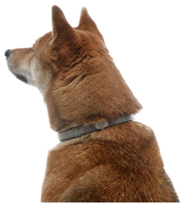 Ошейник для собак против блох, власоедов, клещей Elanco Foresto, от 8 кг, серый, 70 см