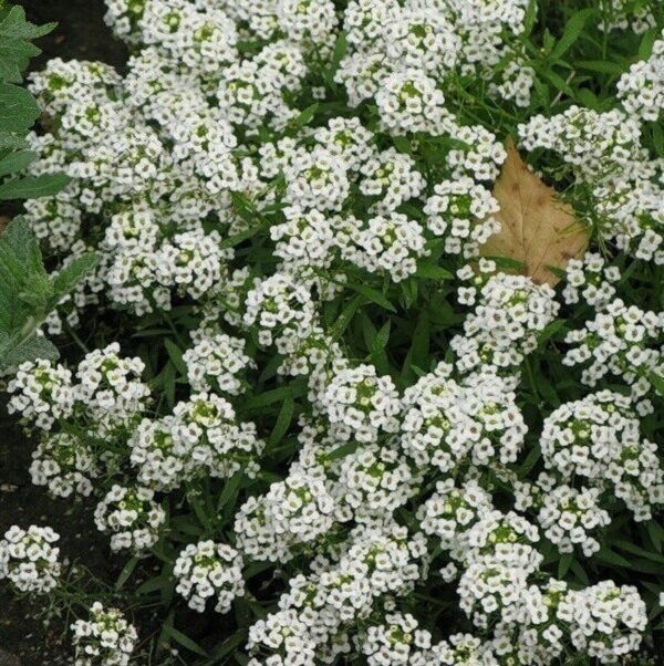 Белые мелкие цветы пахнут медом название фото Саженцы алиссум Агродекор White AGRO1444 10 шт. - купить в Компания АгроДекор, ц