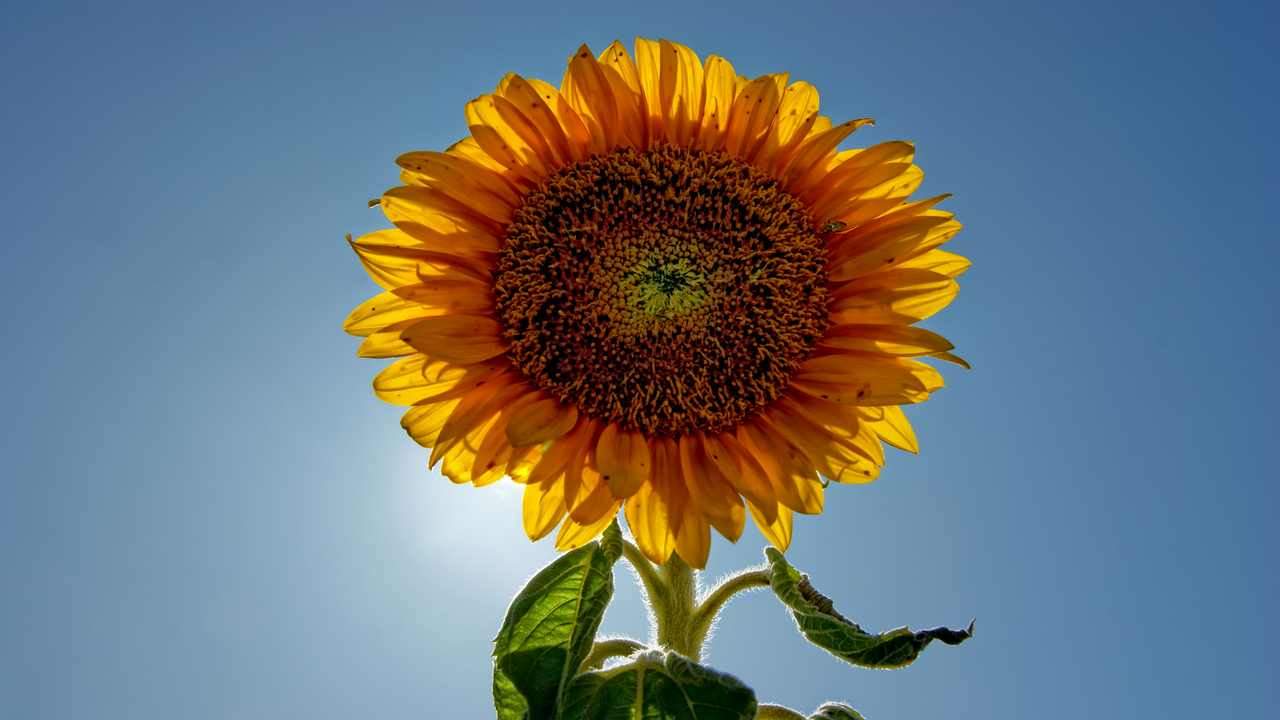 Sunny plants. Подсолнух желтый пигмей. Подсолнух цветок. Sunny plants. Декоративный подсолнух.
