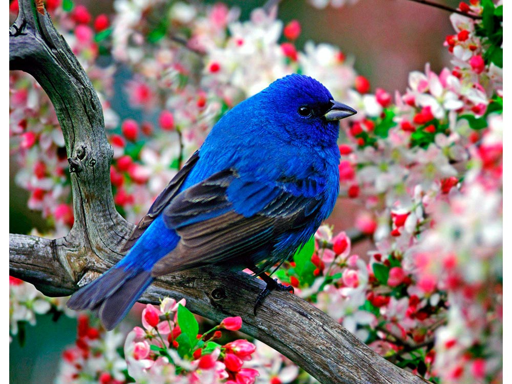 I ❤ birds . . Rainbow Lorikeet, Australia Beautiful birds, Nature birds, Birds