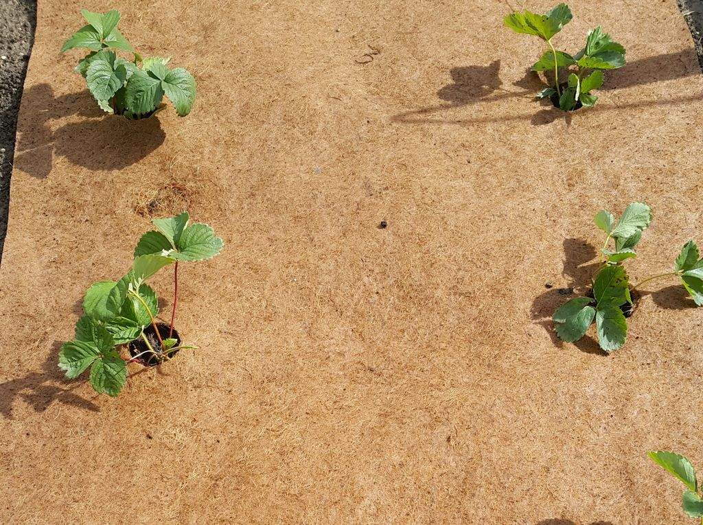 мульчирование ирисов щепой. мульчирование плодовых кустарников. мульчируем грядки соломой. торфяная мульча. спирея мульчирование корой.