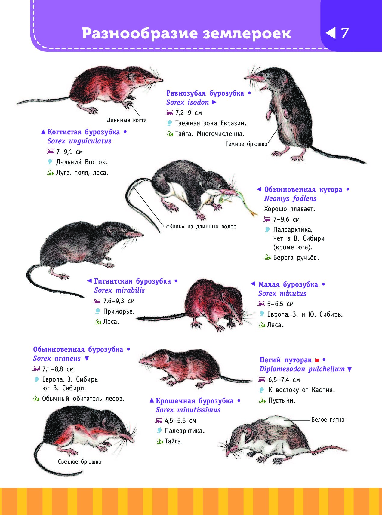 Определитель грызунов россии с картинками