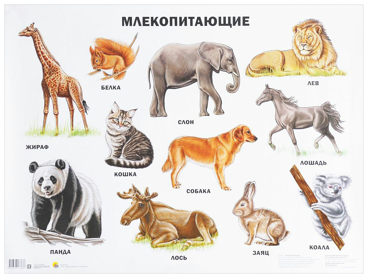 Все животные мира список и фото