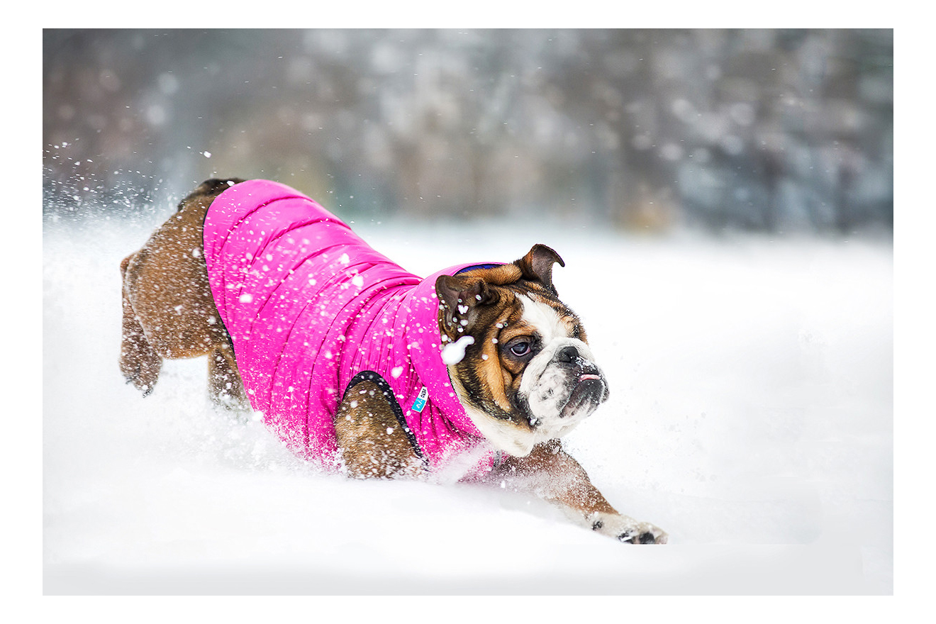 Куртка для собак AiryVest размер S унисекс, розовый, фиолетовый, длина спины 40 см