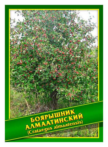 Семена Боярышник Купить В Титан Строй Белгород