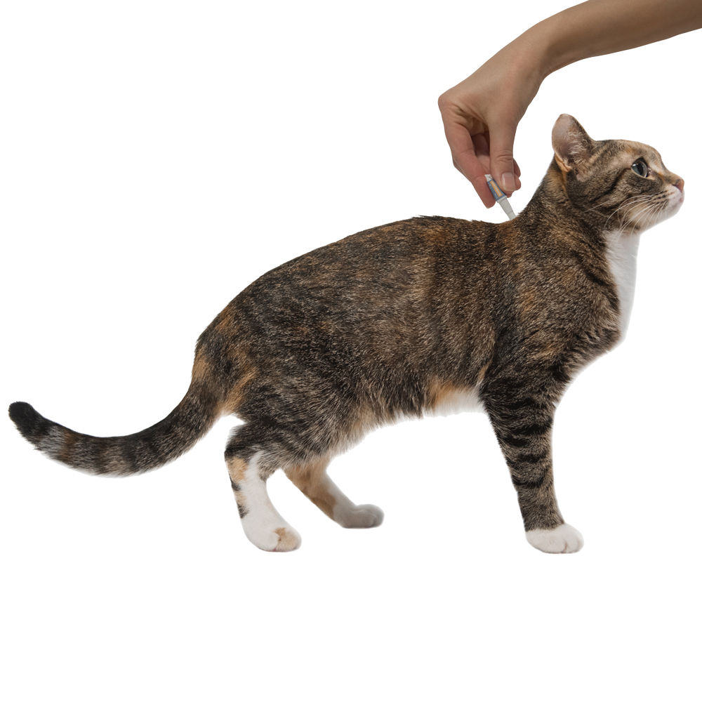 Антигельминтик для кошек Elanco Профендер  (2,5-5кг) 0,7мл, 2 пипетки
