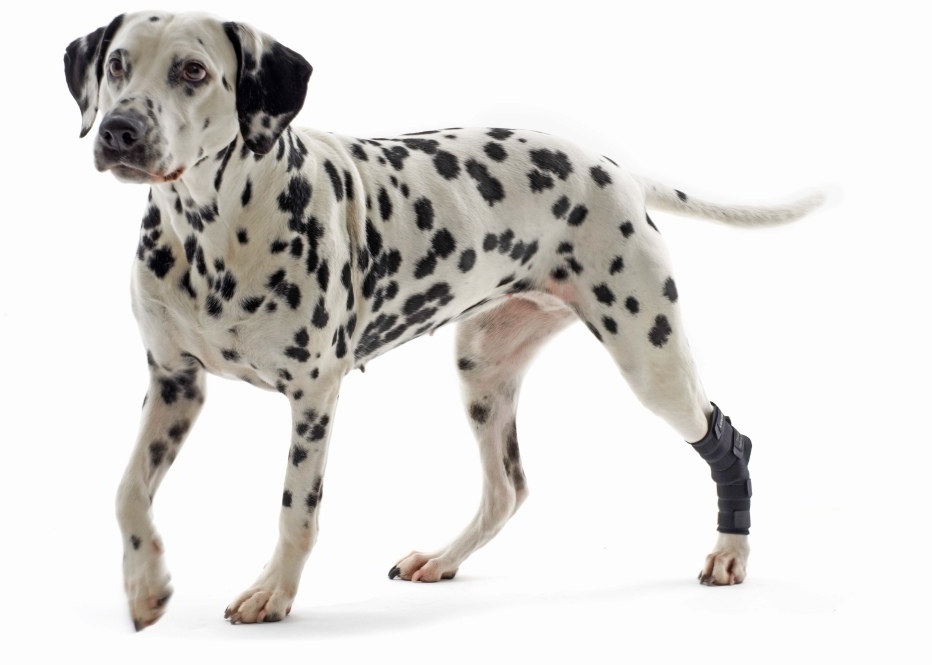 Протектор скакательного сустава для собак Kruuse Rehab hock protector, L