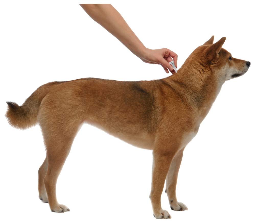 Капли для собак против паразитов Bayer Адвантикс 400С, от 25 кг, 4 пипетки, 2,5 мл