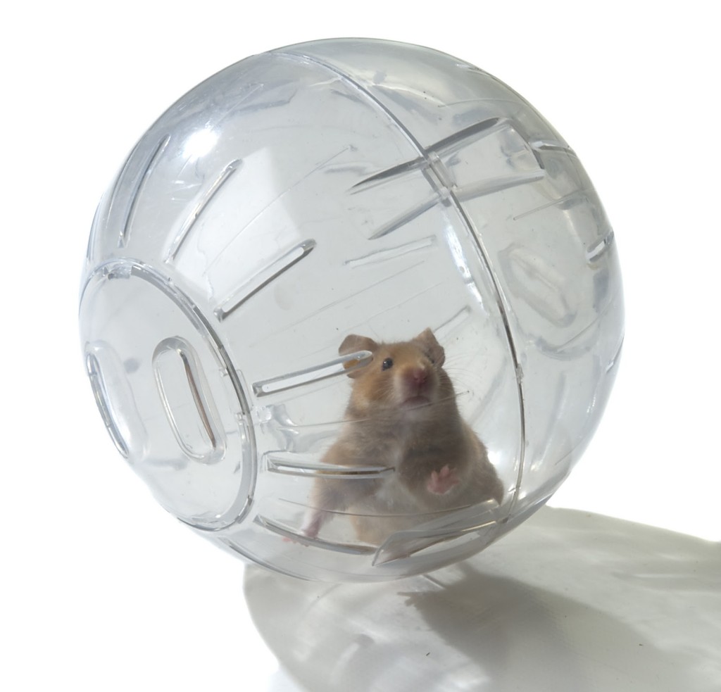 Прогулочный шар для хомяков Savic Mouse Hamster, пластик, в ассортименте,  18 см - отзывы покупателей на маркетплейсе Мегамаркет | Артикул  товара:100023426112