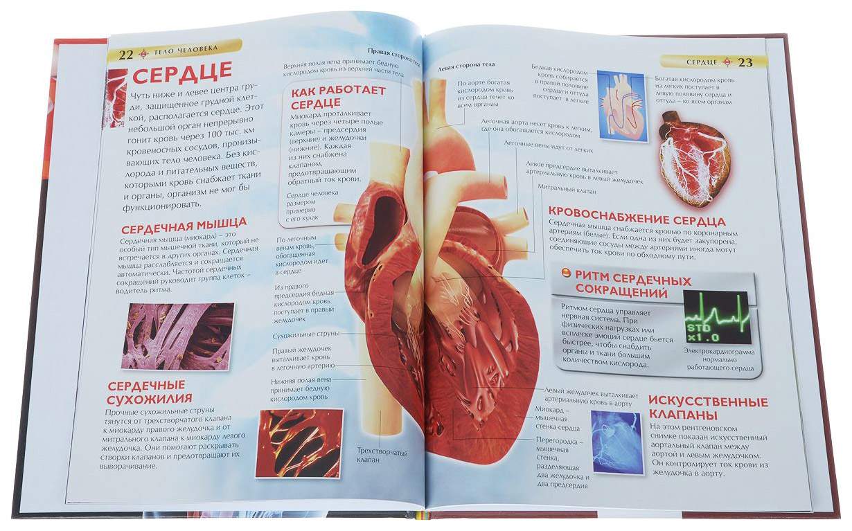 Сердечные струны геншин. Тело человека детская энциклопедия Росмэн. Наше тело Росмэн 2009. Сердечные струны в сердце.