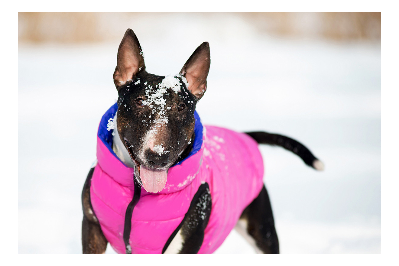 Куртка для собак AiryVest размер XS унисекс, розовый, фиолетовый, длина спины 22 см